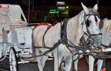transporte coche de caballos despedida soltero soltera