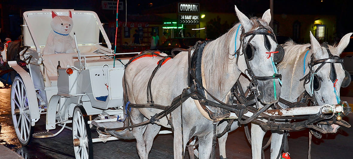 transporte coche de caballos despedida soltero soltera